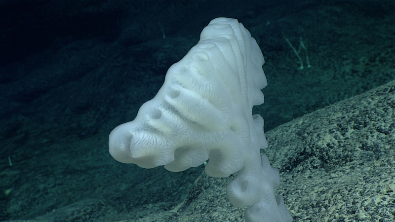 Image courtesy of the NOAA Office of Ocean Exploration and Research, 2017 Laulima O Ka Moana.